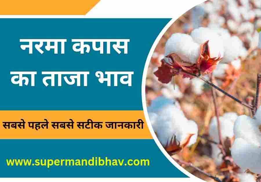 आज नरमा कपास का ताजा भाव देखें सभी मंडियों के ताजा भाव narma ka bhav today