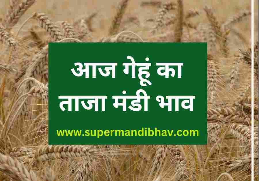 Wheat price todey, आज गेहूं का सभी मंडियों में क्या रहा रेट देखें एक क्लिक में,gehu ka bhav