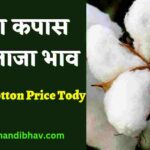 आज का नरमा का भाव Narma Bhav Today नरमा कपास का भाव,Cotton Price