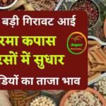 Anaj Mandi Bhav Today: सरसों,नरमा कपास में तेजी, गेहूं में गिरावट, ग्वार मुंग,देखें सभी मंडी का भाव