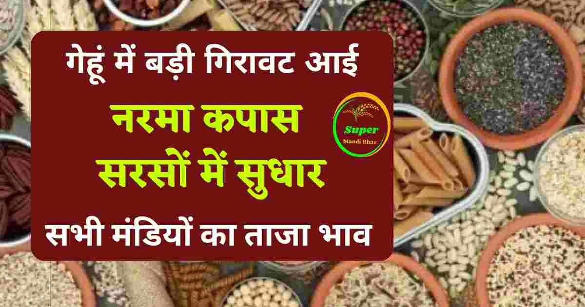 Anaj Mandi Bhav Today: सरसों,नरमा कपास में तेजी, गेहूं में गिरावट, ग्वार मुंग,देखें सभी मंडी का भाव