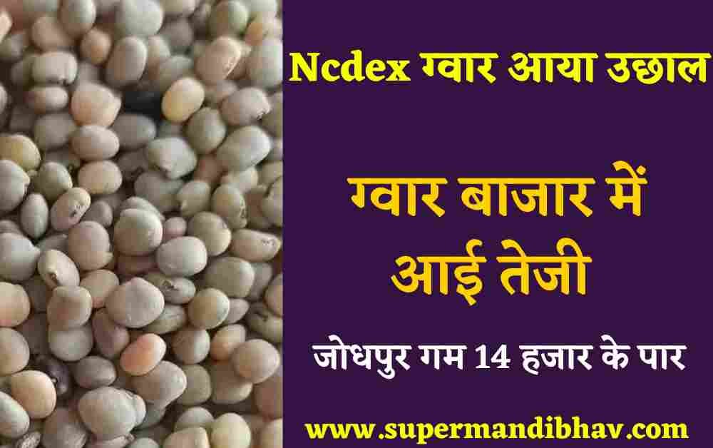 NCDEX ग्वार भाव: ग्वार वायदा बाजार में तेजी, ग्वार में तेजी या मंदी पूरी रिपोर्ट