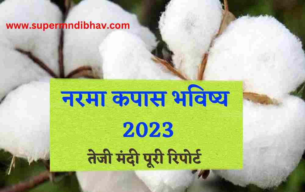 नरमा कपास की कीमतों में सुधार, 2023 में कपास का भाव क्या रहेगा?, जाने तेजी मंदी पूरी रिपोर्ट