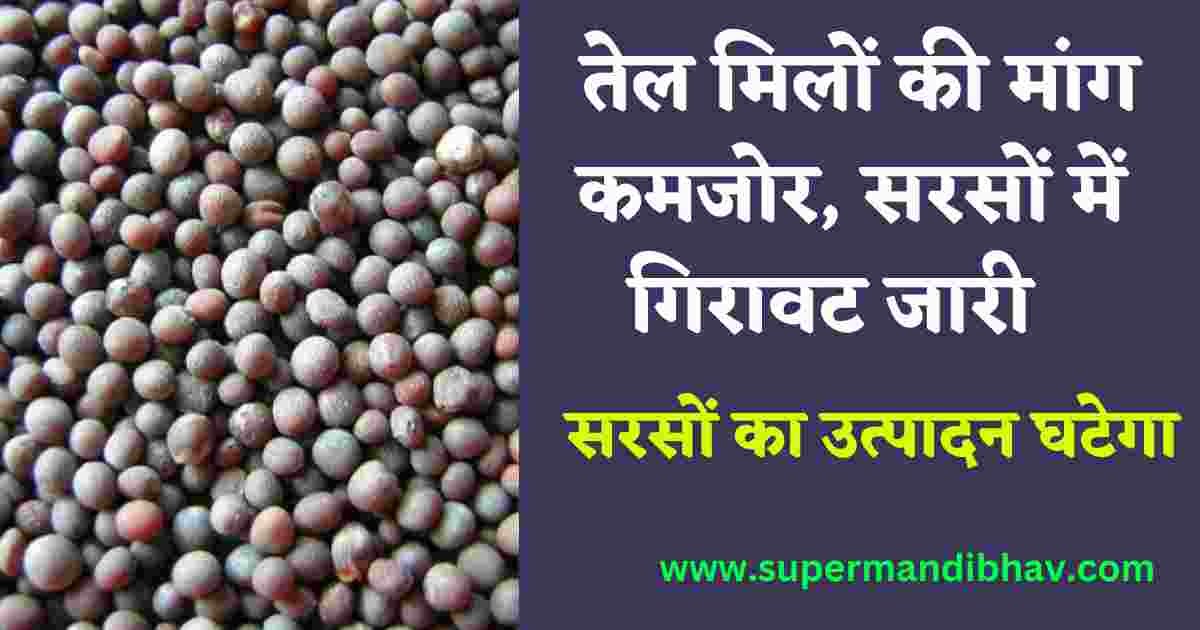 तेल मिलों की मांग कमजोर, सरसों में गिरावट जारी, सरसों उत्पादन घटेगा, देखें पूरी रिपोर्ट