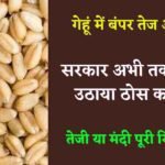 गेहूं में तेजी जारी, अभी तक सरकार ने नहीं लिया कोई फैसला, देखें तेजी मंदी रिपोर्ट