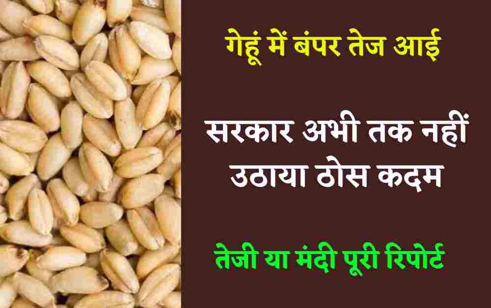 गेहूं में तेजी जारी, अभी तक सरकार ने नहीं लिया कोई फैसला, देखें तेजी मंदी रिपोर्ट