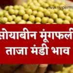 सोयाबीन और मूंगफली आज सभी मंडियों का ताजा भाव, soyabean ka bhav today