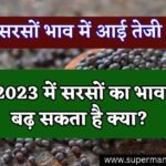 सरसों भाव में आई तेजी, 2023 में सरसों का भाव बढ़ सकता है क्या?, तेजी मंदी रिपोर्ट