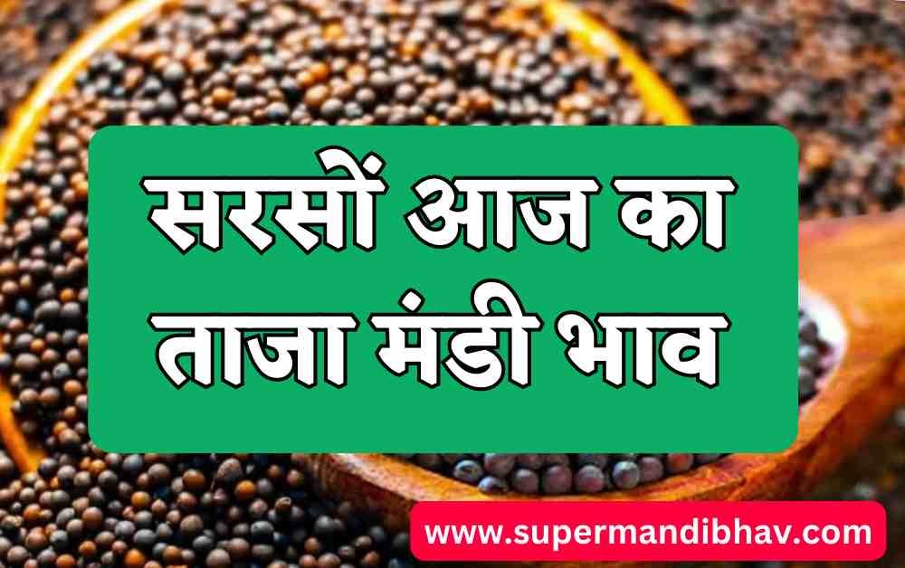 आज का सरसों का ताजा भाव। सरसों में आई तेजी या गिरावट। [ 03 अगस्त 2023] Aaj Ka Sarson Ka Bhav 