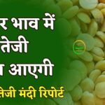 तुवर तेजी मंदी रिपोर्ट 2023: तुवर भाव में तेजी कब आएगी