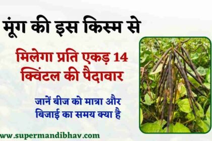 Bansi Gold Moong Seed