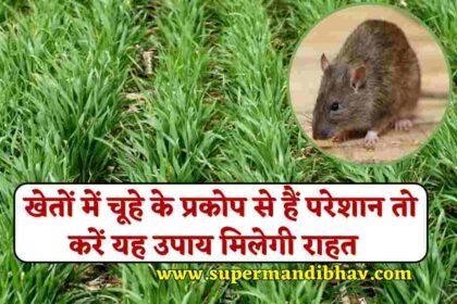 Rat Infestation in Fields